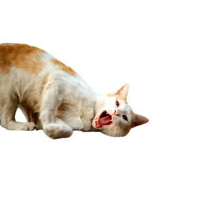 A White And Orange Cat Playfully Scratching And Yawning On A Rough Stone Surface Outdoors. 20086 - Cat PNG image with transparent background